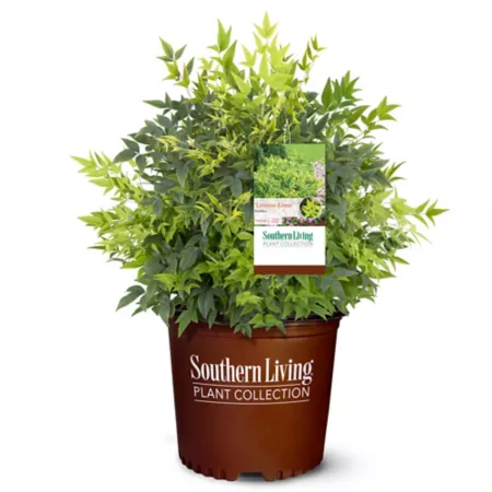 Southern Living 2 gal Nandina lime shrub in pot Bushes