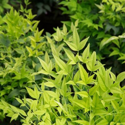 Image showing  2 gal. Potted Lemon Lime Nandina Shrub