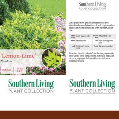 Image showing  2 gal. Potted Lemon Lime Nandina Shrub