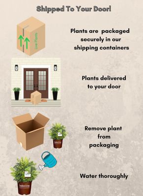 Image showing 5 th Southern Living 2 gal. Potted Lemon Lime Nandina Shrub
