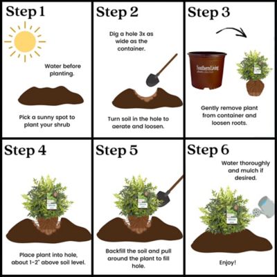 Image showing 6 th Southern Living 2 gal. Potted Lemon Lime Nandina Shrub