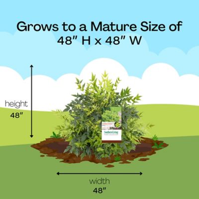 Image showing 7 th Southern Living 2 gal. Potted Lemon Lime Nandina Shrub