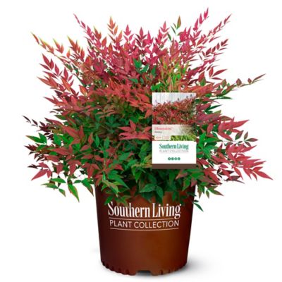 Southern Living 2 Gal. Obsession Nandina Shrub