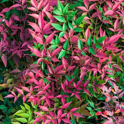 Image showing  2 gal. Potted Obsession Nandina Shrub