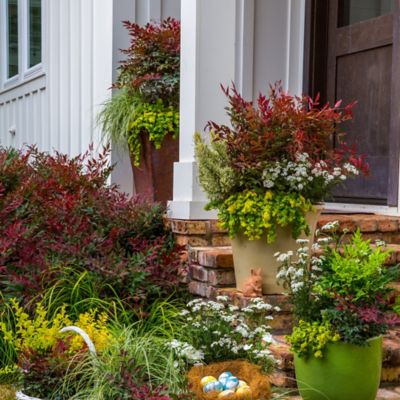 Image showing  2 gal. Potted Obsession Nandina Shrub