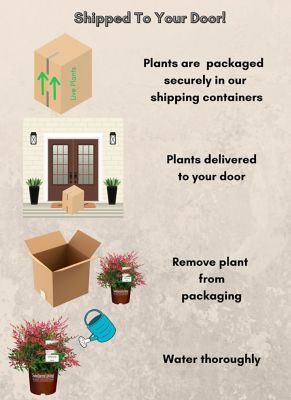 Image showing 5 th Southern Living 2 gal. Potted Obsession Nandina Shrub