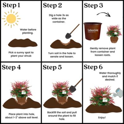 Image showing 6 th Southern Living 2 gal. Potted Obsession Nandina Shrub