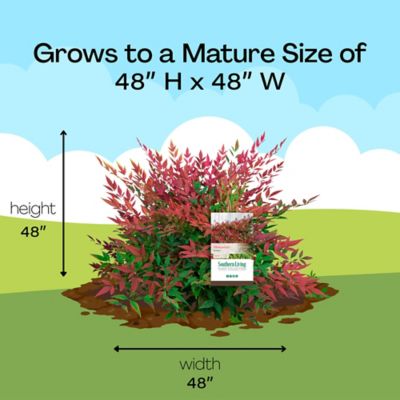 Image showing 7 th Southern Living 2 gal. Potted Obsession Nandina Shrub