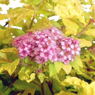 Image showing 2.25 gal. Potted Spirea Gold Mound Shrub
