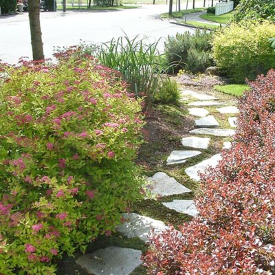 Image showing 2.25 gal. Potted Spirea Gold Mound Shrub