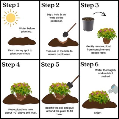 Image showing 2.25 gal. Potted Spirea Gold Mound Shrub