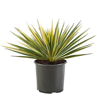 2.25 gal. Yucca Color Guard Shrub