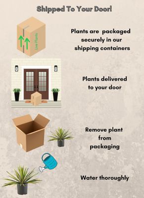 Image showing 5 th 2.25 gal. Potted Yucca Color Guard Shrub