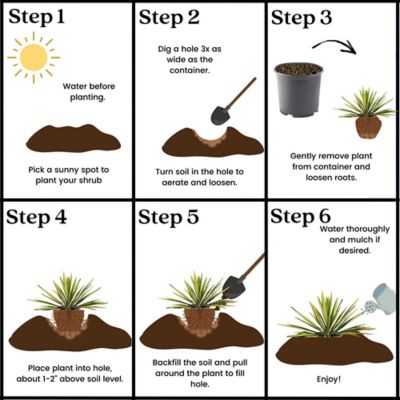 Image showing 6 th 2.25 gal. Potted Yucca Color Guard Shrub