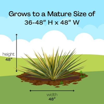 Image showing 7 th 2.25 gal. Potted Yucca Color Guard Shrub