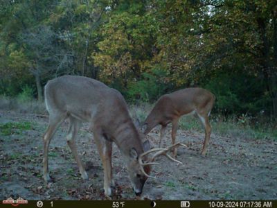 Image showing  1 gal. NY AntlerAde Liquid