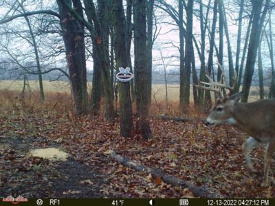 Image showing 5 th Antler King Cotton Candy Deer Feed, 25 lb. Bag