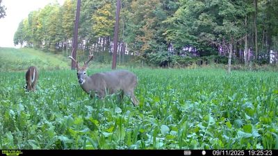 Image showing  Green Machine Deer Food Plot Mix, 5.25 lb.