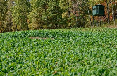 Image showing  Sugar Momma Deer Food Plot Mix, 3.25 lb.