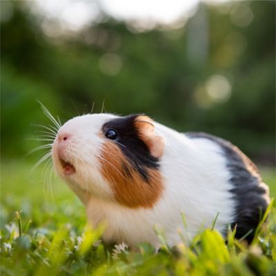 Image showing  PremiYum AppleYums Small Pet Treats, 8 oz.