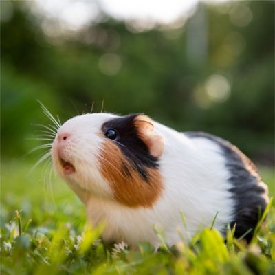 Image showing  BananaYums PremiYum Small Pet Treats, 8 oz.