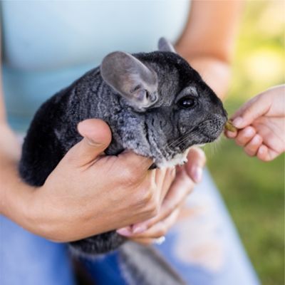 Image showing  BananaYums PremiYum Small Pet Treats, 8 oz.