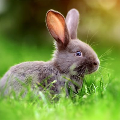 Image showing 5 th Standlee BananaYums PremiYum Small Pet Treats, 8 oz.