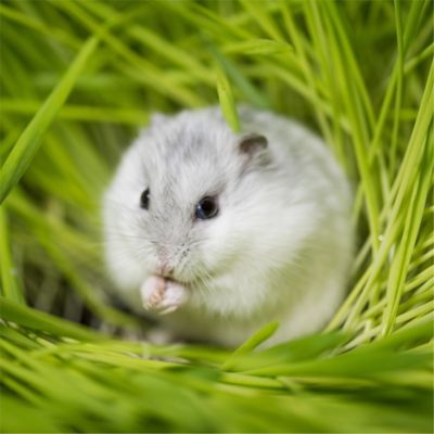 Image showing 6 th Standlee BananaYums PremiYum Small Pet Treats, 8 oz.