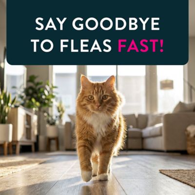 Image showing 8 th Capstar Oral Flea Treatment Tablets for Cats, 6 ct.