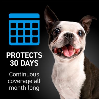 Image showing 7 th NextStar Flea and Tick Topical Treatment for Small Dogs, 3-Month Supply, 3 ct.