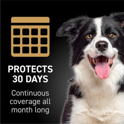 Image showing 8 th NextStar Fast-Acting Flea and Tick Treatment for Medium Dog 23-44 lb., 3 ct.