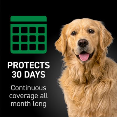 Image showing 8 th NextStar Flea and Tick Topical Treatment for Large Dogs, 3 ct.