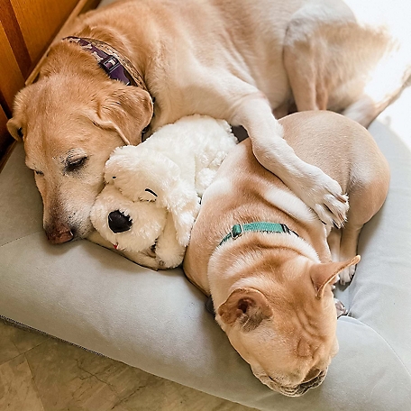 Golden Snuggle Puppy