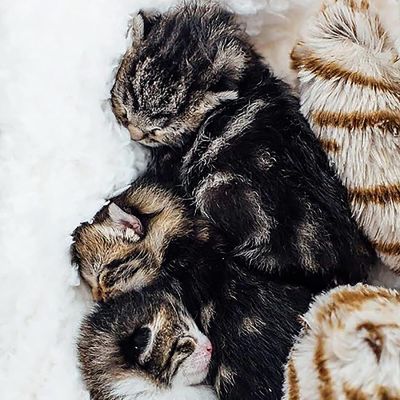 Image showing  Kitty Cat Toy