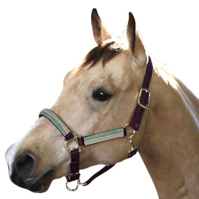 Image showing  Premium Nylon Halter