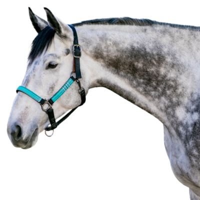 Image showing  Leather Premium Breakaway Horse Halter