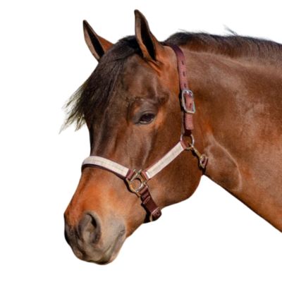 Kensington Leather Premium Breakaway Horse Halter