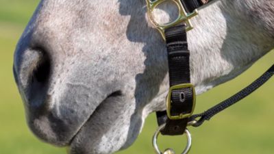 Image showing  Leather Premium Breakaway Horse Halter