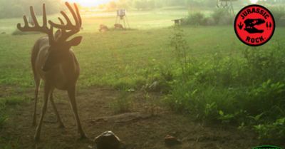 Image showing  NY Mammoth Deer Supplement, 15 lb.