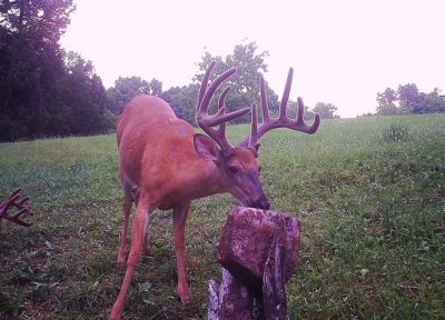 Image showing  NY Mammoth Deer Supplement, 15 lb.