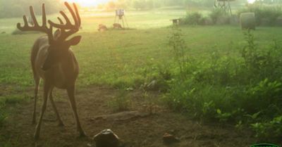 Image showing  NY Mammoth Deer Supplement, 15 lb.