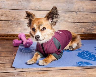 Image showing  Eboneflow Mediumweight 4-Way-Stretch Flexible and Breathable Performance Dog Yoga T-Shirt