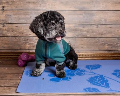 Dog Helios Eboneflow Mediumweight 4-Way-Stretch Flexible and Breathable Performance Dog Yoga T-Shirt