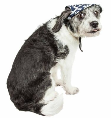 Image showing  Bone Cappa Graffiti Sculptured UV-Protectant Adjustable Fashion Dog Hat Cap