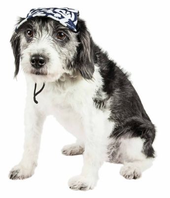 Image showing  Bone Cappa Graffiti Sculptured UV-Protectant Adjustable Fashion Dog Hat Cap