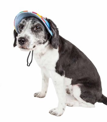 Image showing  Colorfur UV-Protectant Adjustable Fashion Canopy Brimmed Dog Hat Cap