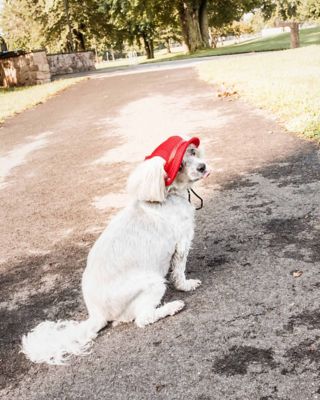 Image showing 4 th Pet Life Sea Spot Sun UV-Protectant Adjustable Fashion Mesh Brimmed Dog Hat Cap