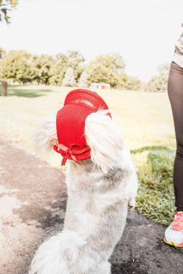 Image showing 5 th Pet Life Sea Spot Sun UV-Protectant Adjustable Fashion Mesh Brimmed Dog Hat Cap