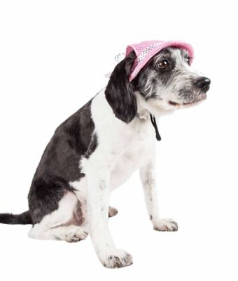 Image showing 2 th Pet Life Sea Spot Sun UV-Protectant Adjustable Fashion Mesh Brimmed Dog Hat Cap