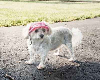 Image showing 3 th Pet Life Sea Spot Sun UV-Protectant Adjustable Fashion Mesh Brimmed Dog Hat Cap